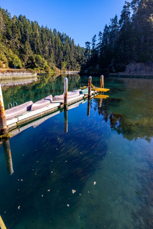 Swaying Kelp Under The Dock